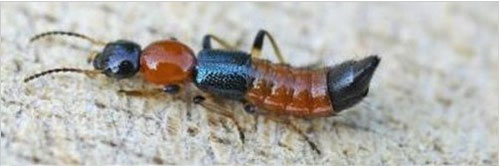 江西九江上百人被隐翅虫咬伤卫生部门:可治愈(图)