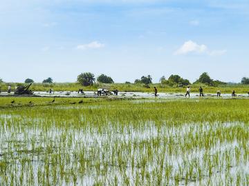 四川援外农业专家为乌干达带去什么?