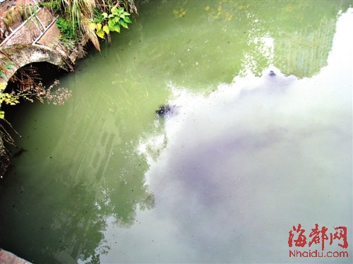 福州河流遭粪便直排变臭变黑曾花4亿巨资整治(图)