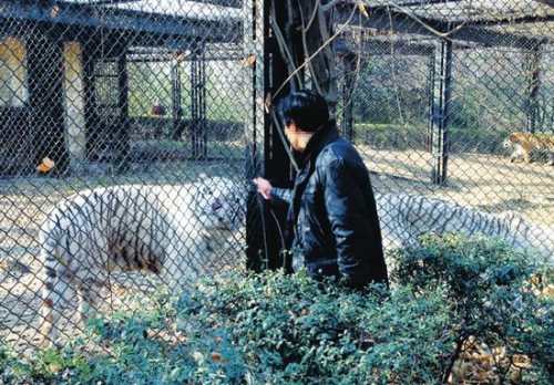 男子游动物园挑逗老虎:摸屁股用香烟“袭击”(图)