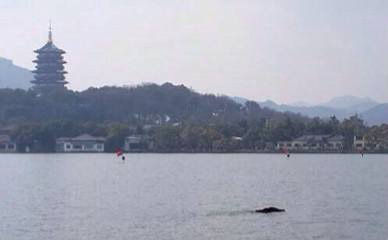 野猪滑落西湖冬泳半小时后力竭而亡(图)