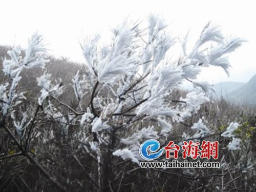 网传厦门下雪实为雾凇上次下雪在光绪年间(图)