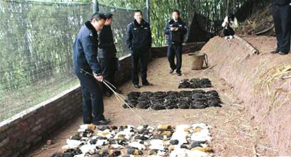 四川一养殖场900母豚鼠暴毙养殖户损失近10万(图)