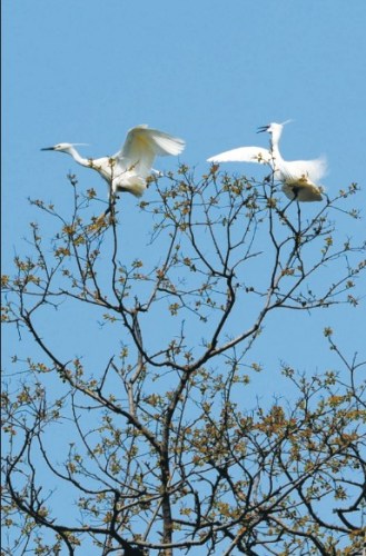 合工大斛兵塘鸟类数量今春急剧减少(图)