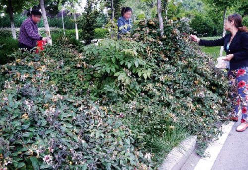 合肥市民将绿化带当“茶园”采摘(图)