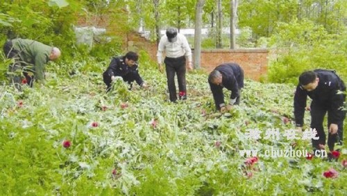 安徽凤阳四位孤寡老人敬老院旁种2.2万株罂粟(图)