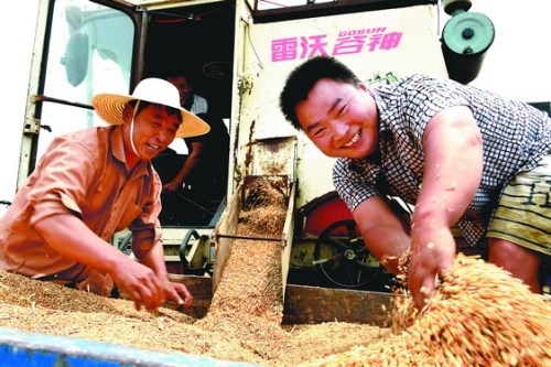 皖北麦农喜丰收(图)
