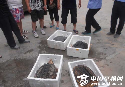 亳州市区街头公然叫卖国家二级保护动物鳄鱼龟(图)