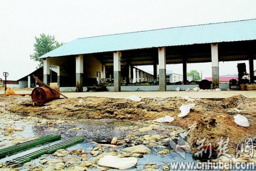 湖北汈汊湖水遭重度污染:河里走一趟800只鹅死光(图)