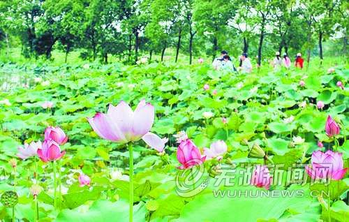 �����ߺ��������ɻ������ˣ�ͼ��