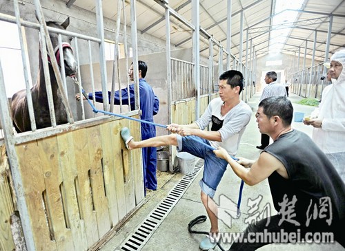 31ƥ��ۺ�Ѫ���������人���۳�����ʱ�ݣ�ͼ��