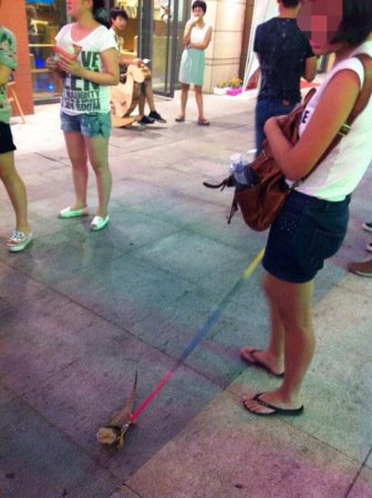 郑州女子街头遛蜥蜴引围观网友赞“萌萌哒”(图)