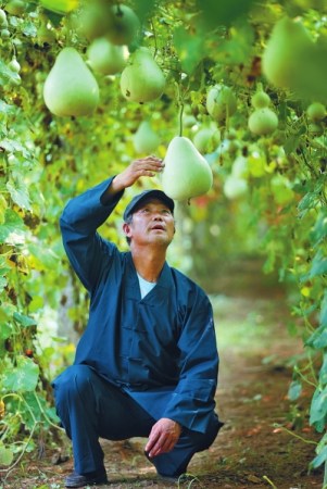 洛阳父亲种植葫芦10年只因儿子爱看“葫芦娃”(图)