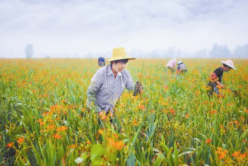 江西九江:岛上盛开“致富花”(图)
