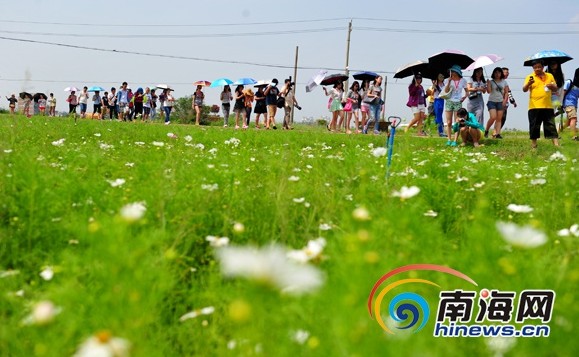 全国网媒记者万宁行走千亩花海品尝“鹧鸪茶”