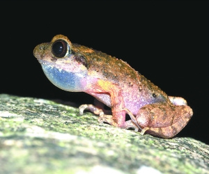 ̽�ء��ɽ��������������Ұ����ͷ���ͼ��