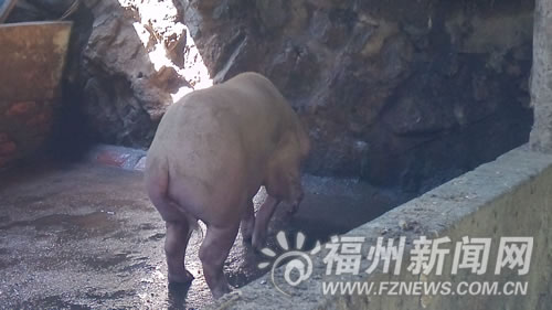 ������һͷ����������5����150�������˸���ͼ��