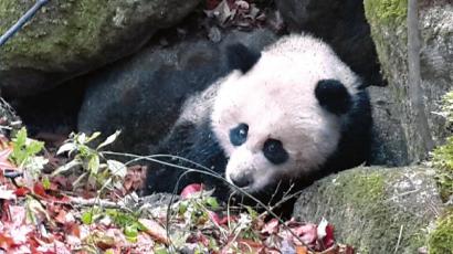 四川野生熊猫重伤下山医生缝100多针急救(图)