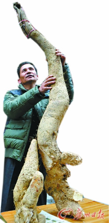 广州发现"巨无霸"野生山药 高两米重35斤(图)