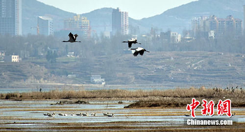 ���ݲݺ�ʪ��ˮ�峣���ض���Ⱦ��ȫ������62��Ԫ