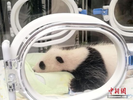 上海大熊猫基地首只大熊猫宝宝“满月”