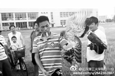 两男子大学操场遛鹰引围观网友称霸气十足(图)