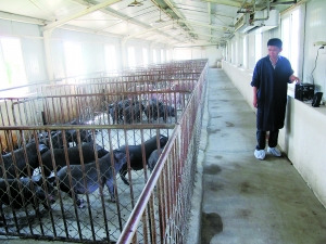 大学生成立公司养猪首批30头被一抢而空(图)