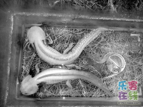 校园现2条“4腿6角”怪鱼系墨西哥钝口螈(图)