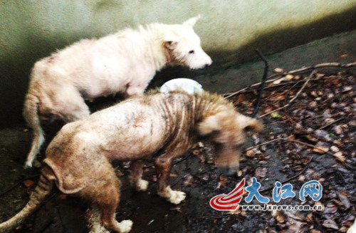 网曝南昌一高校实验狗被遗弃平房校方无回应(图)