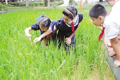 ����Сѧ��У԰��������ˮ��Ԭ¡ƽ���Ź���