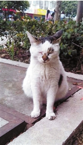 浙江传媒学院“明星猫”:有自己微博和专属歌曲