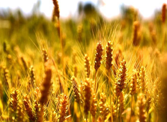 青海最大农业区 万亩麦浪现丰收盛景