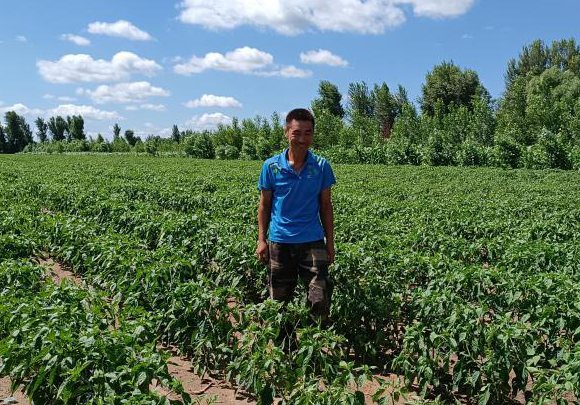 科尔沁沙地掘金记：农民种植“红干椒”腰包鼓