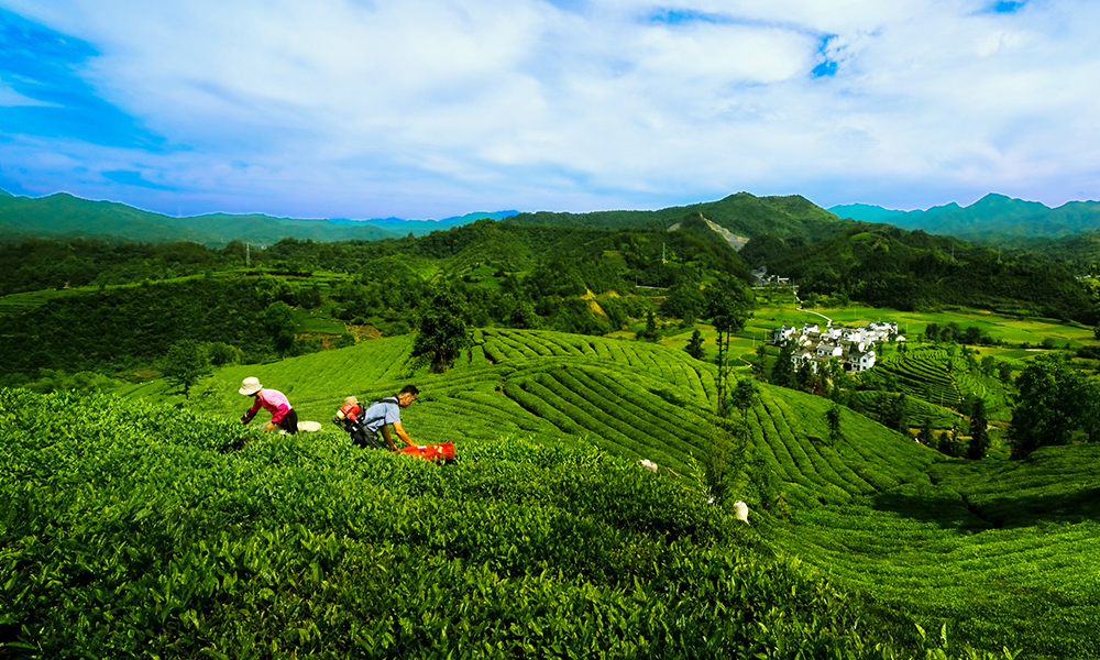 安徽省分行积极加大涉农信贷投放，支持当地特色农业产业发展。图为黄山的茶叶种植园。