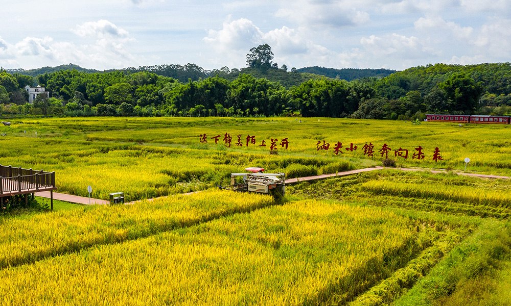 黄埔区迳下村稻田成熟——近三年建行广州开发区分行累计为黄埔区提供涉农贷款43亿元。