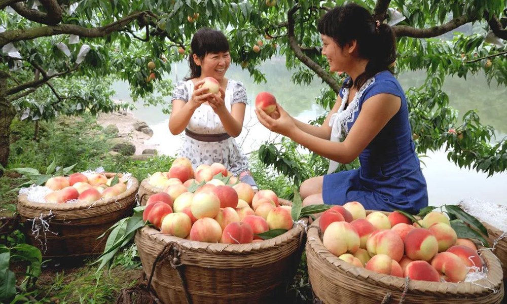 建设银行为“水蜜桃之乡”四川省龙泉驿区的种植户拓宽销路。