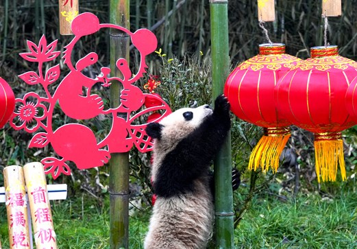 “2025级”新生大熊猫宝宝集体亮相 送出最萌马年祝福