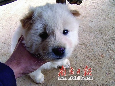 �㶫����������ֹ����Υ��ͳһ�սɲ�ɱ��ͼ��