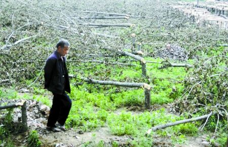 河南中牟20余亩树被砍村民称农田种树违法(图)