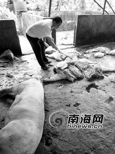 海口私宰点日产千斤病死猪肉疑流向酒店及学校