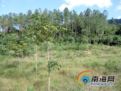 男子海南林业厅坠亡家属与林业厅达成补偿协议