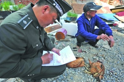南京城管开出家禽查处第一单居民仍存侥幸藏家禽