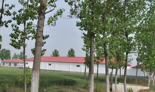 河南一村支书强占耕地建设厂房村民敢怒不敢言