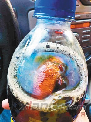 女士买可乐瓶内现腐烂金鱼尸体厂商难解释(图)