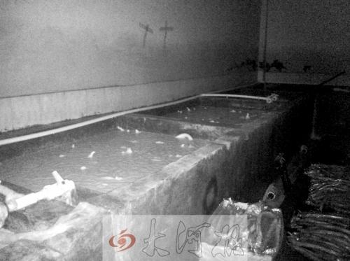 郑州查获7吨来自巴西恶臭牛杂碎多为牛鞭(图)