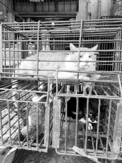 海口多位市民家中宠物猫狗凌晨被人偷走