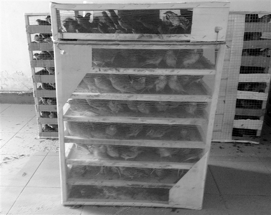 �ͳ��ϴ���������1200ֻ��ȸ�������в�