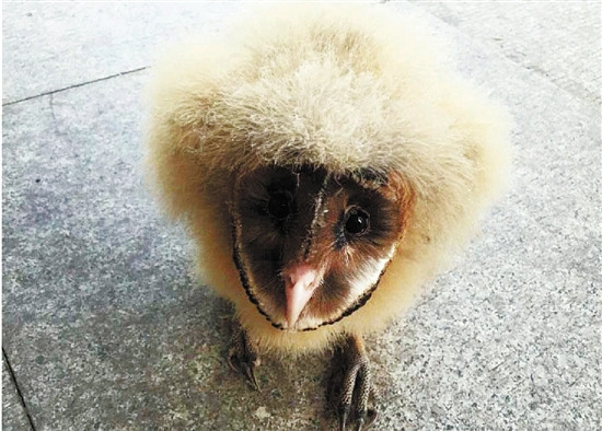 男子伙同老乡捉四只猴面鹰幼鸟售卖被刑事拘留