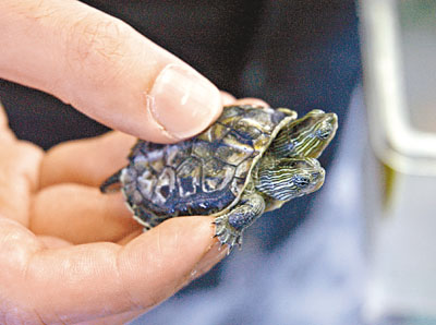 港一公园稀有双头龟遭窃展缸完好恐内部人所为