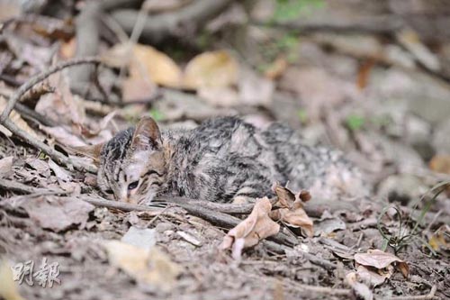 香港惊现连环冷血虐猫杀手疑下毒虐杀10条命